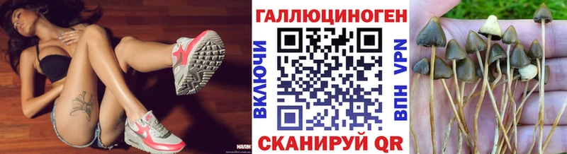 Псилоцибиновые грибы Psilocybe  купить  сайты  Чекалин 